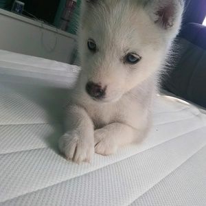 Meet your Posher, Alex